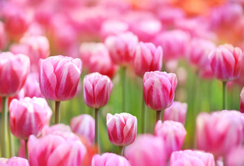 Wall Mural - Spring blossoming pink tulips in garden, springtime bright flowers in the field, pastel and soft floral card, selective focus, shallow DOF, toned