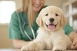 © Peeradontax - A cheerful golden retriever puppy enjoys a veterinary check-up with a smiling female veterinarian in a bright and friendly clinic.