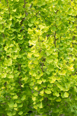 nature background. green nature plant. summer plant. fresh nature background. green leaves on the br