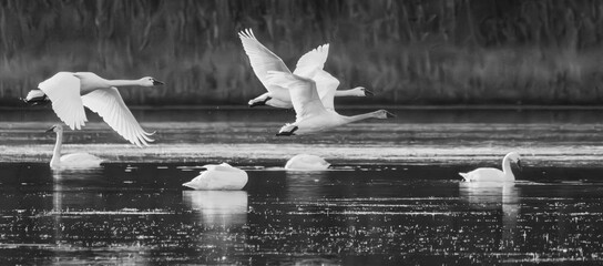 Poster - Tundra swans in flight