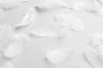 Wall Mural - Beautiful fluffy feathers on light grey background, closeup