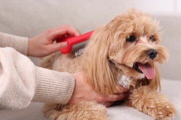 Wall Mural - Woman brushing cute Maltipoo dog on sofa at home, closeup