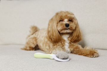 Wall Mural - Brush with pet's hair and dog on sofa, selective focus