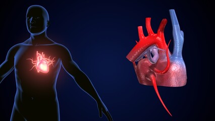 Wall Mural - male heart blood circulation. 3dillustration