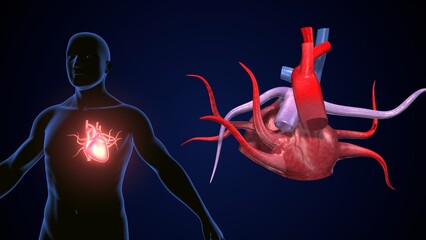 Wall Mural - male heart blood circulation. 3dillustration