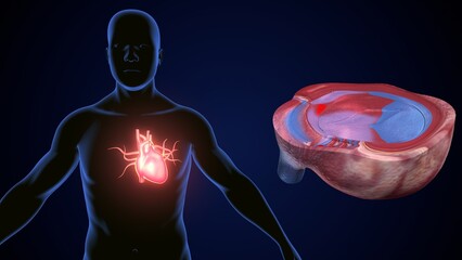 Wall Mural - male heart blood circulation. 3dillustration