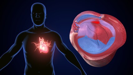 Wall Mural - male heart blood circulation. 3dillustration