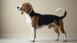 © surapong - Beagle Dog standing on a white floor with natural lighting and minimalist background