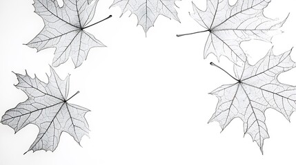 Wall Mural - Delicate grayscale maple leaves softly arranged create elegant autumnal frame. AI Generated