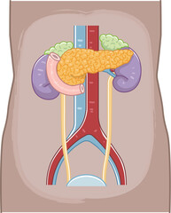 pancreas・duodenum・kidney・Ureter・adrenal gland・bladder・illustration