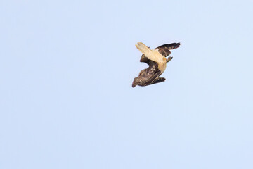 Wall Mural - 飛翔する美しいノスリ（タカ科）
英名学名：Eastern Buzzard (Buteo japonicus)
東京都伊豆諸島式根島-2024
