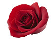 Red rose in full bloom, close-up. Romantic and elegant floral concept