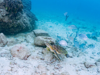 Wall Mural - ゆったり泳ぐ美しく大きなアオウミガメ（ウミガメ科）。
英名学名：green sea turtle (Chelonia mydas)
美しいイスズミ（イスズミ科）の群れ他。
英名学名：Brassy Chub, Kyphosus vaigiensis
東京都伊豆諸島式根島-2024
