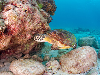 Wall Mural - サンゴ礁をゆったりと泳ぐ大きく美しいアオウミガメ（ウミガメ科）。
英名学名：green sea turtles, Chelonia mydas
東京都伊豆諸島式根島-2024
