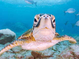 Wall Mural - ゆったり泳ぐ美しく大きなアオウミガメ（ウミガメ科）。
英名学名：green sea turtle (Chelonia mydas)
美しいイスズミ（イスズミ科）の群れ他。
英名学名：Brassy Chub, Kyphosus vaigiensis
東京都伊豆諸島式根島-2024
