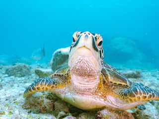 Wall Mural - ゆったり泳ぐ美しく大きなアオウミガメ（ウミガメ科）。
英名学名：green sea turtle (Chelonia mydas)
美しいイスズミ（イスズミ科）の群れ他。
英名学名：Brassy Chub, Kyphosus vaigiensis
東京都伊豆諸島式根島-2024
