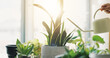 © peopleimages.com - Plants, water and hands of woman at home for botany, sustainability and gardening hobby. Eco friendly, growth and leaf with closeup of person in apartment for horticulture, leaves and houseplant