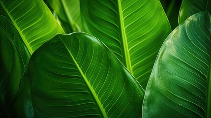 Wall Mural - close tropical leaf background