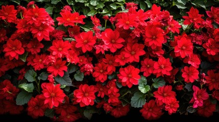 Wall Mural - vibrant red flower border