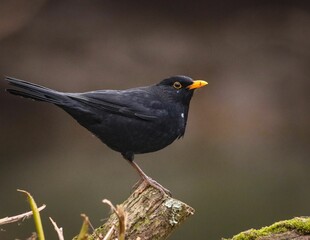 Wall Mural - Blackbird on a mossy branch