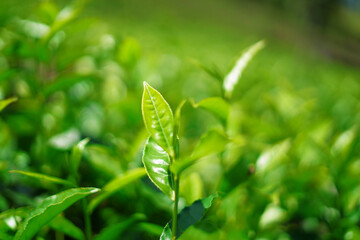 Wall Mural - fresh natural tea leaves background image