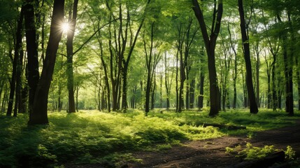 Wall Mural - nature trees and shrubs