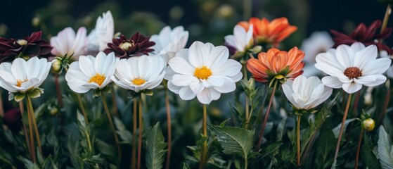 Canvas Print - Close Up White and Orange Dahlias in Bloom