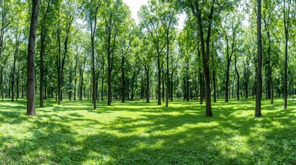 Canvas Print - Lush Green Forest with Sunlight Dappled on Grassy Floor