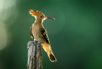 Wall Mural - eurasian hoopoe bird in early morning light ( upupa epops )