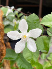 Wall Mural - close up of white Wrightia antidysenterica flowers