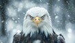 © Jersco - a bald eagle with a yellow beak and white head, looking at the camera against a blurred winter background