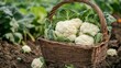 © Olha - A basket of Cauliflower, sitting in the dirt, Connection, digital, a business deal