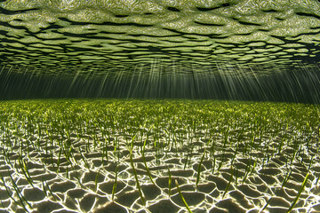 Poster - Underwater seagrass meadow sunlight