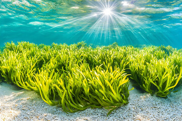 Poster - Sunlit Seagrass Meadow Underwater Scene