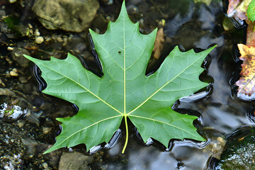 Sticker - Green maple leaf floats on stream, rocks visible. Nature photography for websites