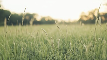 Wall Mural - Sunset field grass nature landscape summer tranquility