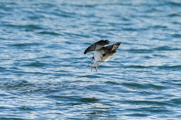 Poster - osprey is hunting a fish