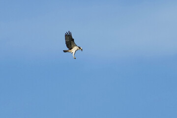 Wall Mural - osprey is hunting a fish