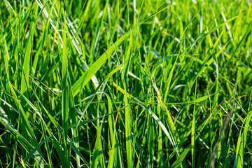 Wall Mural - Background of a green grass on a summer meadow