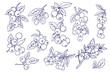 © Strokes_of_pixels - sketch line art with purple blue blueberries packaging design flowers templates style vector illustration set on light peach background line art on white background