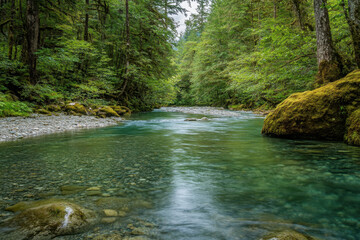 Wall Mural - Serene river flowing gently through a lush green forest, creating a tranquil and peaceful natural landscape.