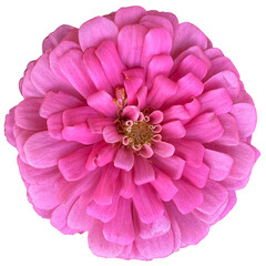 Wall Mural - a pink zinnia cut out