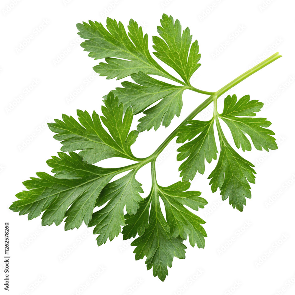 Parsley Leaves Isolated on White Background Stock Photo | Adobe Stock