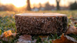 © tugkiara - Frosted tree stump at sunset in park