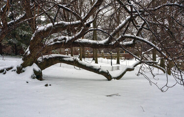 Wall Mural - Bethesda Terrace and Fountain , after snow storm