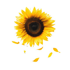 Canvas Print - Bright and Vibrant Sunflower in Full Bloom with Petals Falling on a Black Background