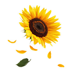 Canvas Print - Bright and Vibrant Sunflower with Falling Petals against a Clean Background for Nature and Floral Inspiration