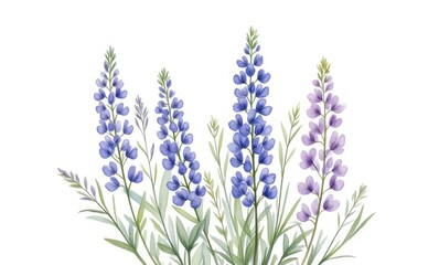 Wall Mural - Colorful lavender flowers on a white background