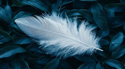 Canvas Print - White feather on dark green leaves, nature background, tranquility, website banner