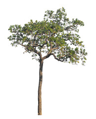 Wall Mural - single tree isolated on transparent background with clipping path and alpha channel